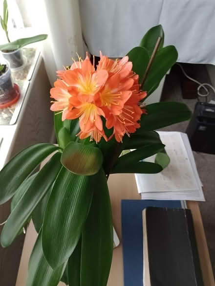Photo of free Clivia plants in one pot (Bradway S17) #1