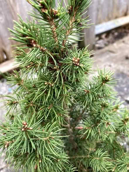 Photo of free Small spruce tree in a pot (Caldecott OX14) #2