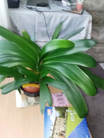 Photo of free Clivia plants in one pot (Bradway S17) #2