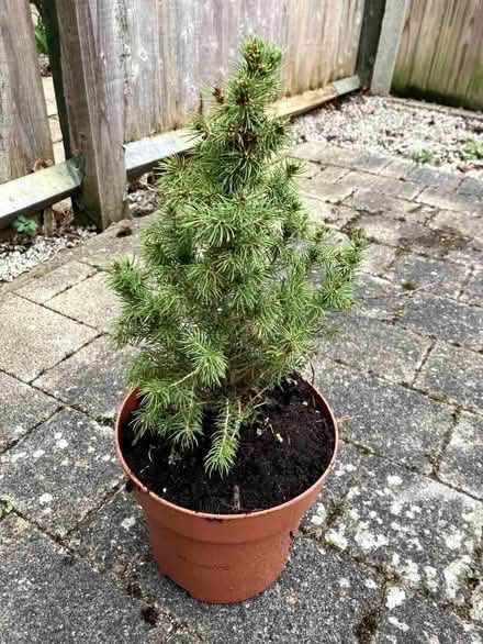 Photo of free Small spruce tree in a pot (Caldecott OX14) #1