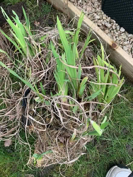 Photo of free Blue iris pond plant (Woking GU21 3) #1