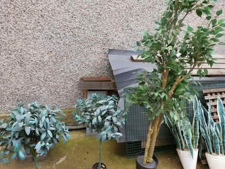 Photo of free Artifical plants (Norbury SW16) #2