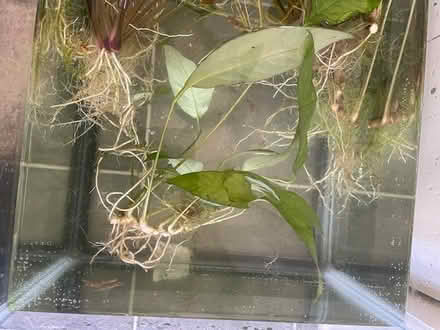 Photo of free aquarium plants (Woolen Mills) #3