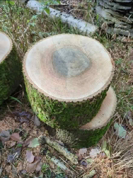 Photo of Large tree/wood logs (Merry Hill WD23) #1