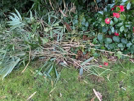 Photo of free Fresh cut bamboo (West Ewell Epsom KT19) #1