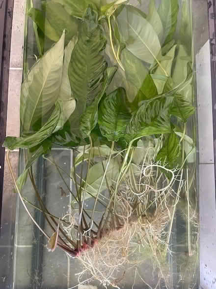 Photo of free aquarium plants (Woolen Mills) #1