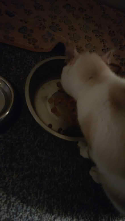Photo of Wet cat food (Balti Triangle B12) #1