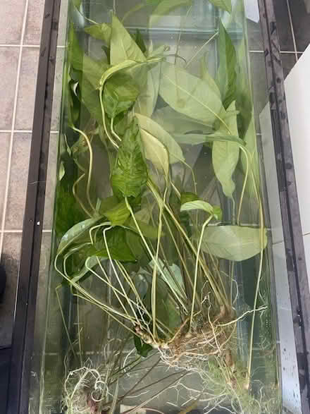 Photo of free aquarium plants (Woolen Mills) #2