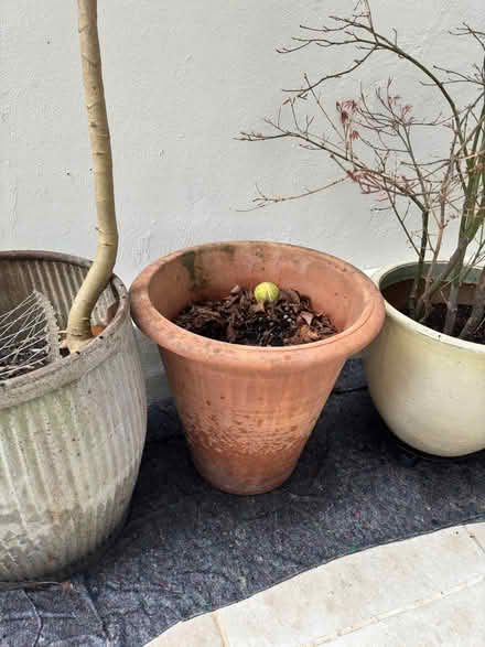 Photo of free big pots and hose (W11) #1