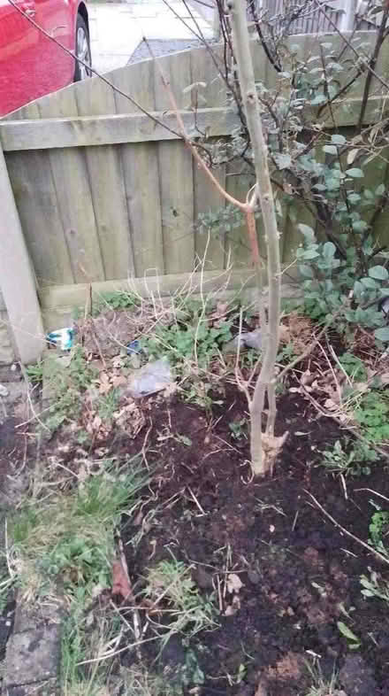 Photo of free Shrub of some kind! (Penwortham Lane PR1) #1