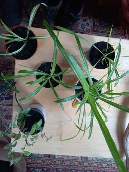 Photo of free House plants (AB24) #1