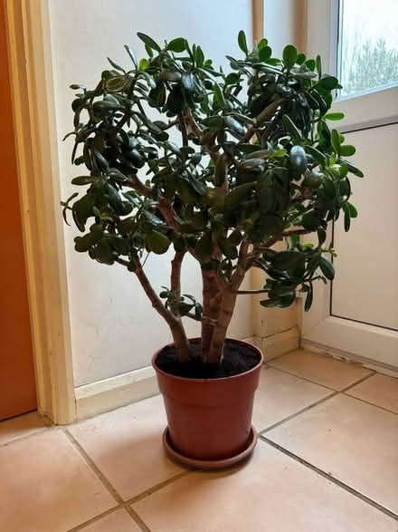 Photo of free Jade tree - 85cm tall (Wolston CV8) #1
