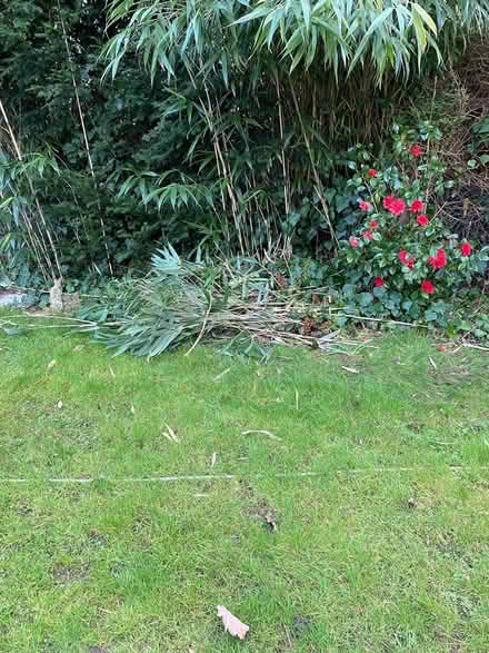 Photo of free Fresh cut bamboo (West Ewell Epsom KT19) #2
