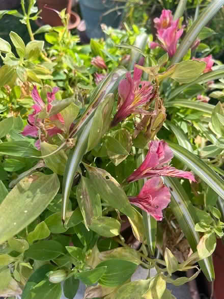 Photo of free garden plants and pots (Palos verdes estates) #4