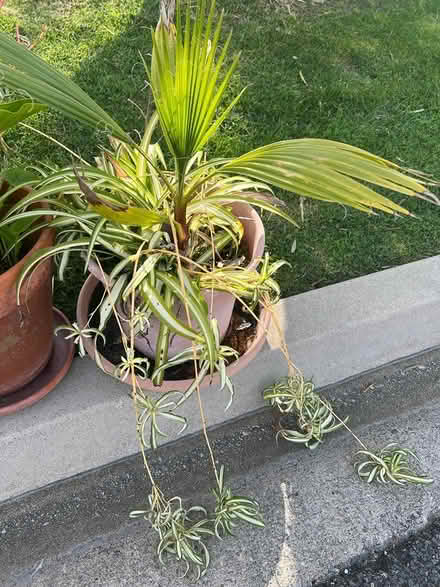 Photo of free garden plants and pots (Palos verdes estates) #3