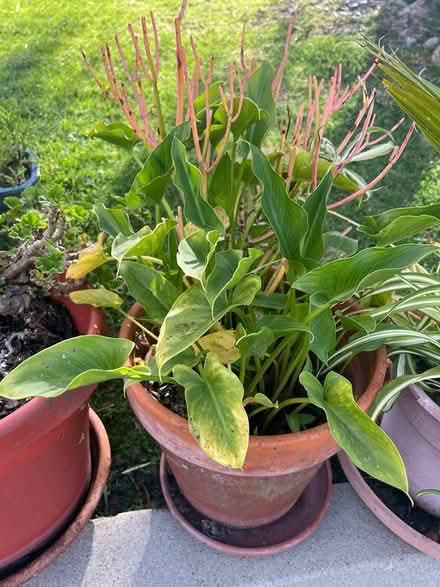 Photo of free garden plants and pots (Palos verdes estates) #2