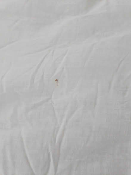 Photo of free Two king size duvets (Giffnock) #1