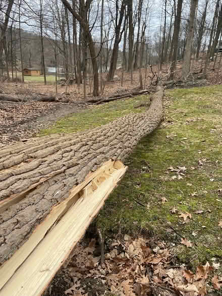 Photo of free tree for firewood (Hopewell Junction) #2