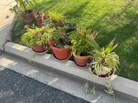 Photo of free garden plants and pots (Palos verdes estates) #1