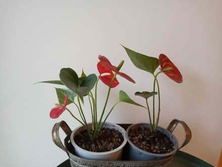 Photo of free Indoor Plant Cuttings (Baldock - near centre. SG7) #1