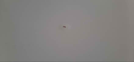 Photo of free Ikea table (Comely Bank EH4) #2