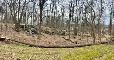 Photo of free tree for firewood (Hopewell Junction) #1