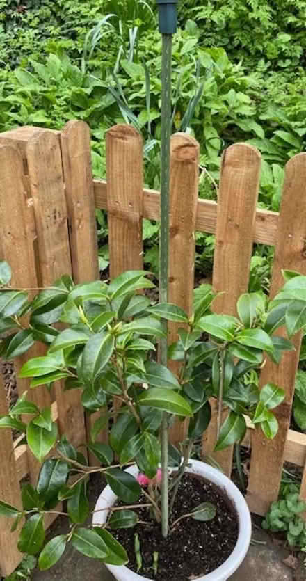 Photo of free Metal green garden stakes with eye protectors (IP4) #1