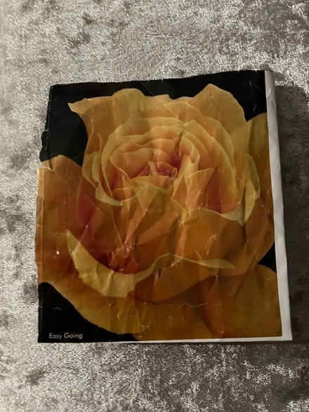 Photo of free Bush rose, fragrant apricot rose (SS12 Wickford) #1