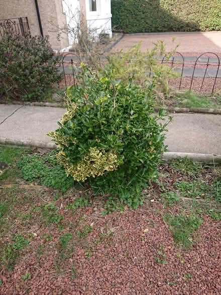 Photo of free Garden plants (EH12 Saughtonhall) #1