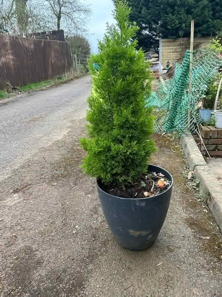 Photo of free small conifer/pine tree (graveley) #1