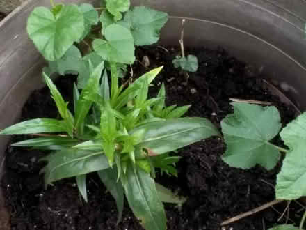 Photo of free Outdoor plant cuttings (Stratford E15 4) #1