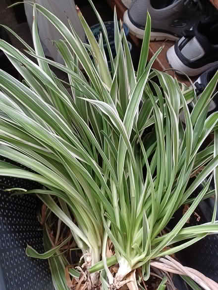 Photo of free Spider plants (Aveley RM15) #1