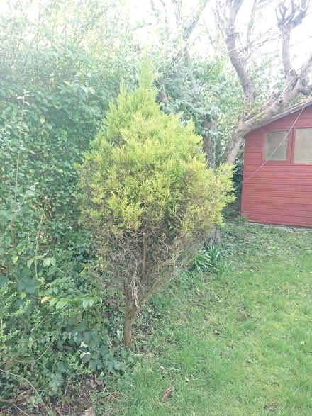 Photo of free Garden plants (EH12 Saughtonhall) #4