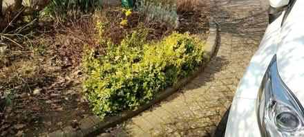 Photo of free Shrub (Bricket Wood AL2) #1