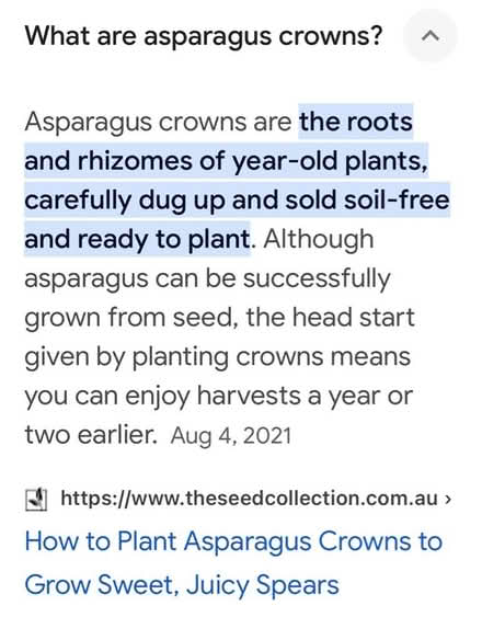 Photo of free Asparagus Crowns (Gtown + Clopper & Richter Farm) #2