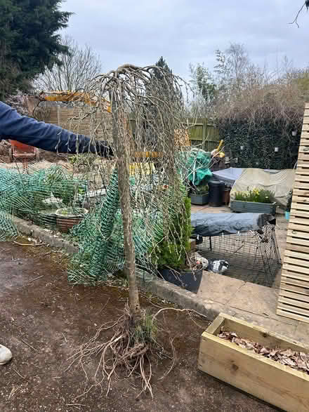 Photo of free small tree (graveley) #1