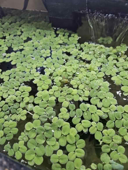Photo of free Small handful for aquariums (Dunning, Chicago) #2