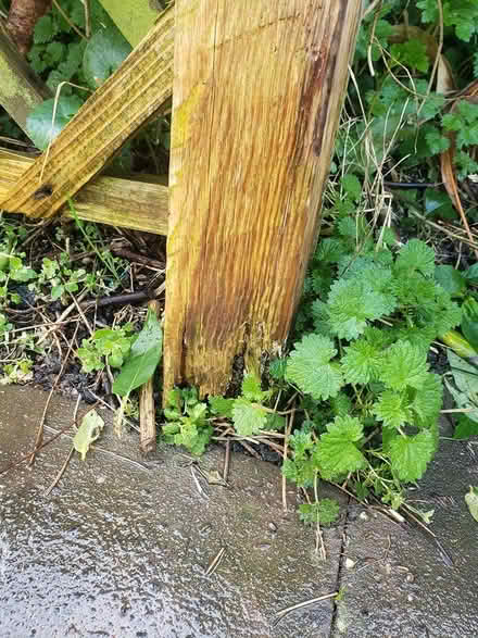 Photo of free Large heavy trellis (Worcester) #1