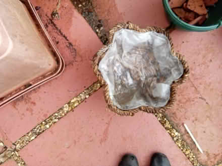 Photo of free Garden bits and pieces (Edinburgh EH10 Buckstone) #3