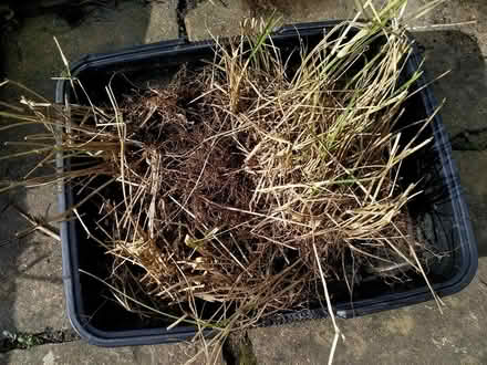 Photo of free Outdoor plant cuttings (Stratford E15 4) #2