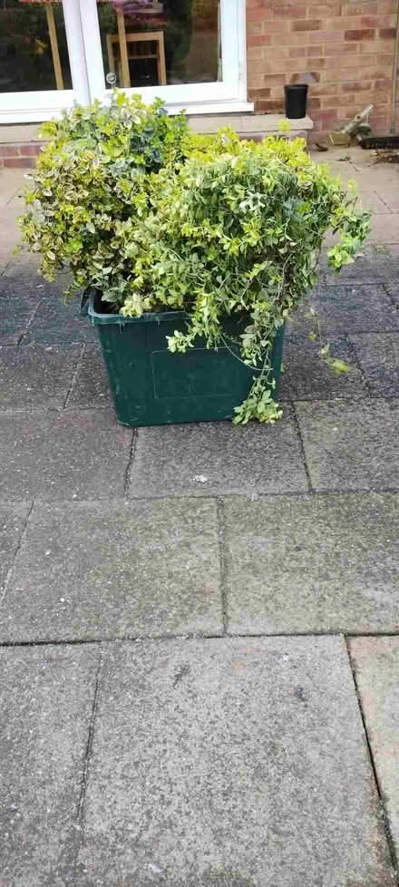 Photo of free Shrub (Bricket Wood AL2) #2
