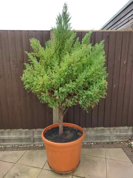 Photo of free Tree (PO21) #2