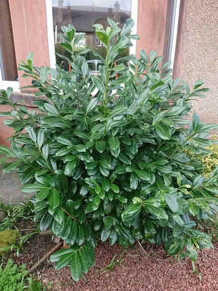 Photo of free Garden plants (EH12 Saughtonhall) #3