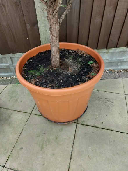 Photo of free Tree (PO21) #1