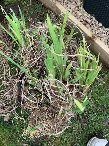 Photo of free Blue iris pond plant (Woking GU21 3) #1