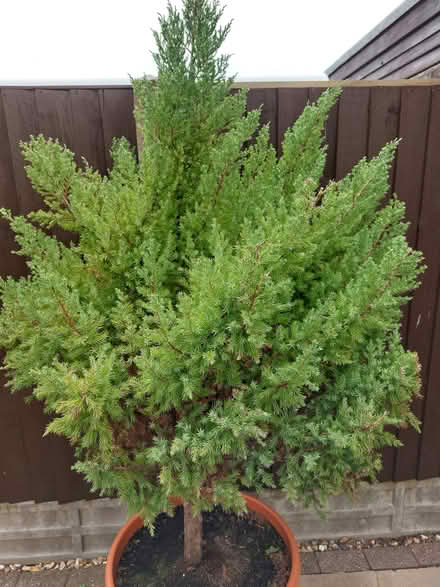 Photo of free Tree (PO21) #3