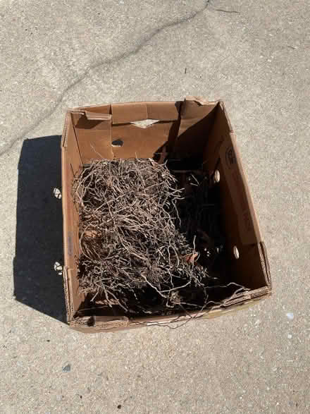 Photo of free Asparagus Crowns (Gtown + Clopper & Richter Farm) #1