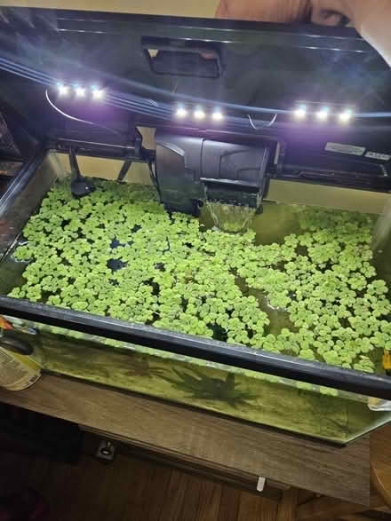 Photo of free Small handful for aquariums (Dunning, Chicago) #1