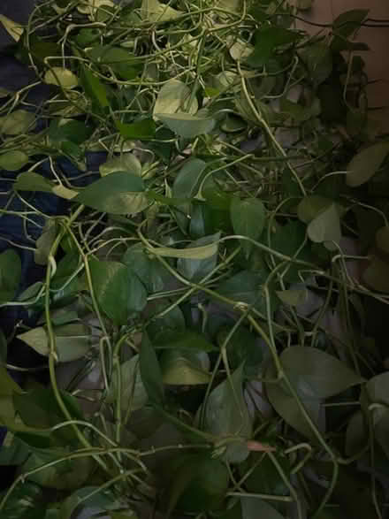 Photo of free POTHOS plant cuttings (Barnsbury N1) #1