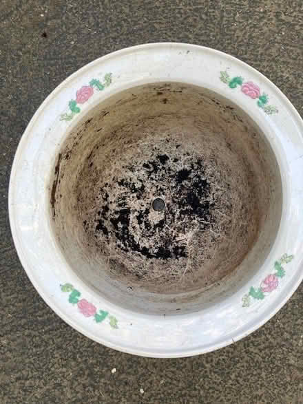 Photo of free Ceramic planter (Lake Forest Park) #3
